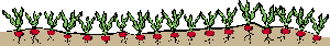arti_radish.gif